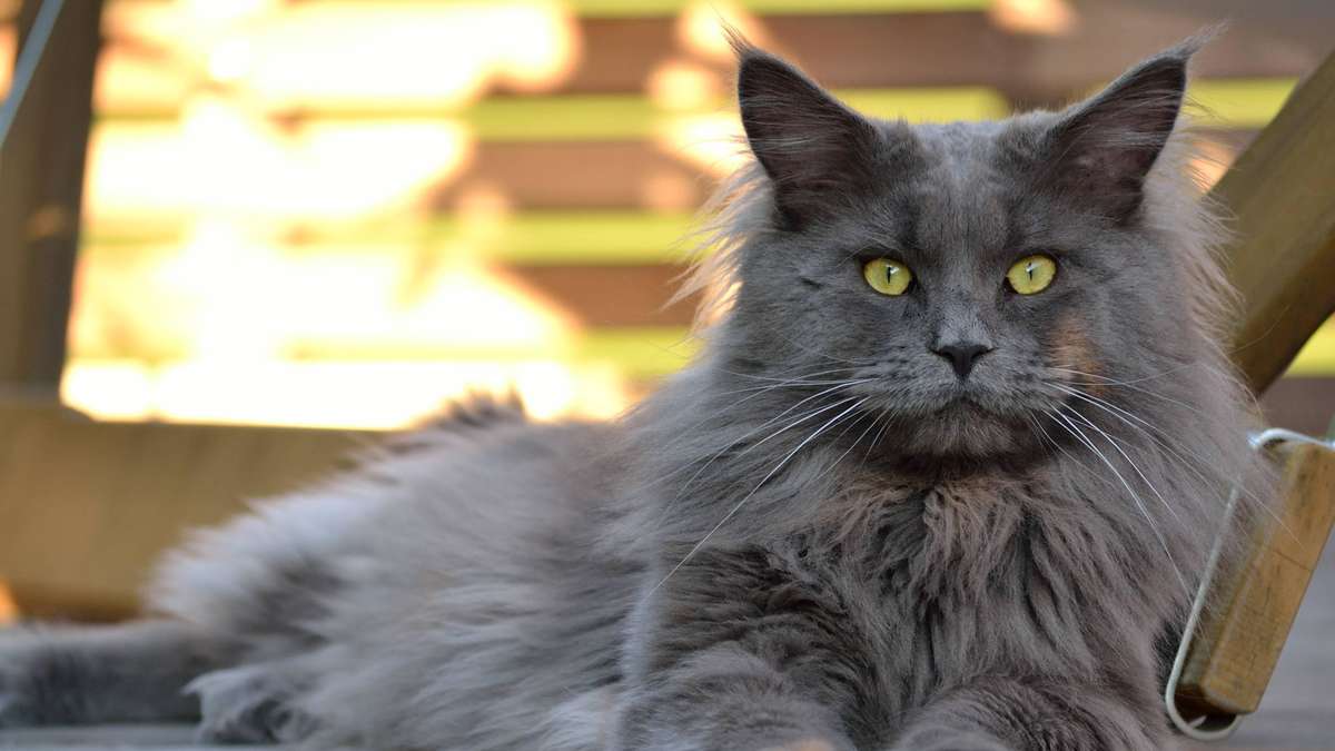 Cat with condition: Maine-Coon mix attaches itself to cyclists – and does not give up