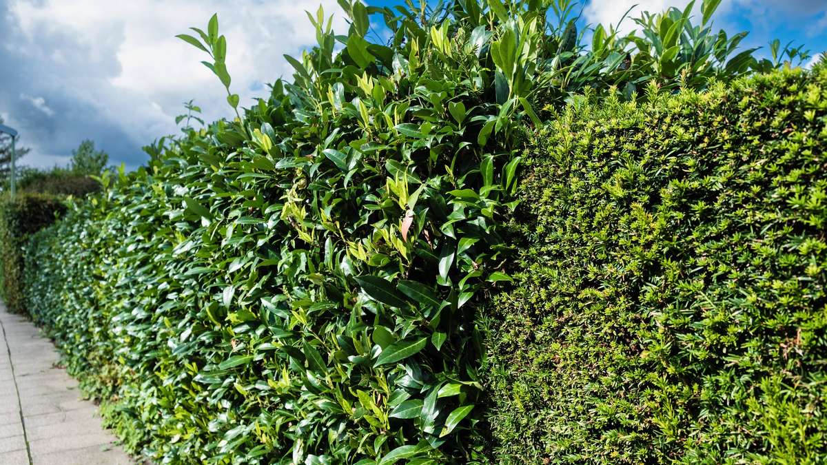 Kirschlorbeer as a hedge: What you need to know about varieties and problems before planting