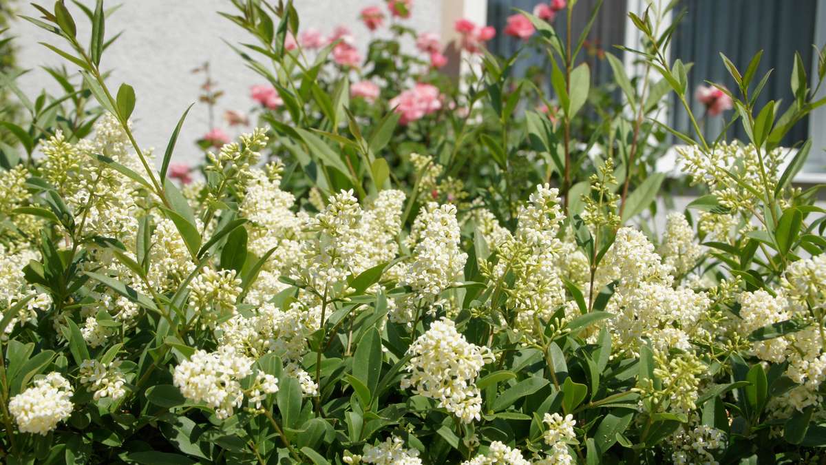 Planting Liguster hedges: The crucial distance that many hobby gardeners underestimate