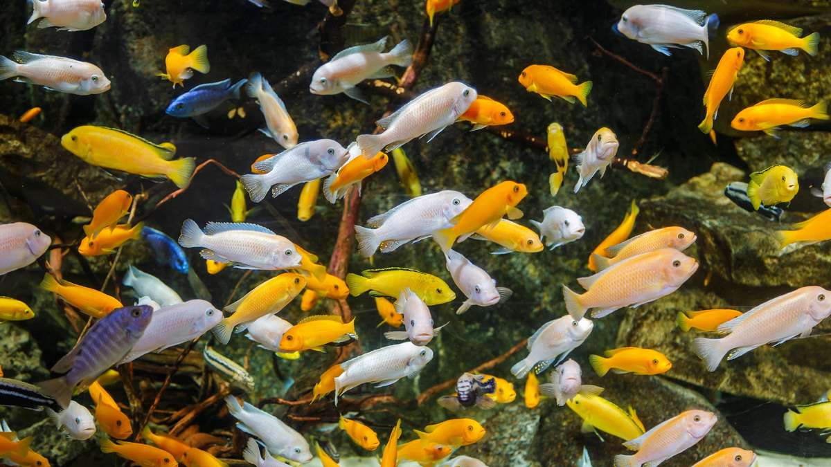 Clear water, dead fish: The error that almost all aquarium beginners succumb to