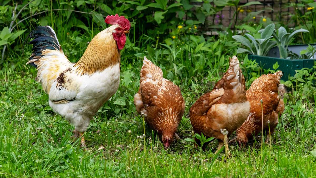 Do chickens not eat nettles? Community Shares Their 7 Secret Tips
