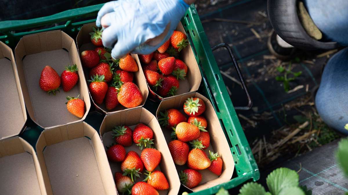 Strawberry Crisis: Worst Harvest Expected in Decades