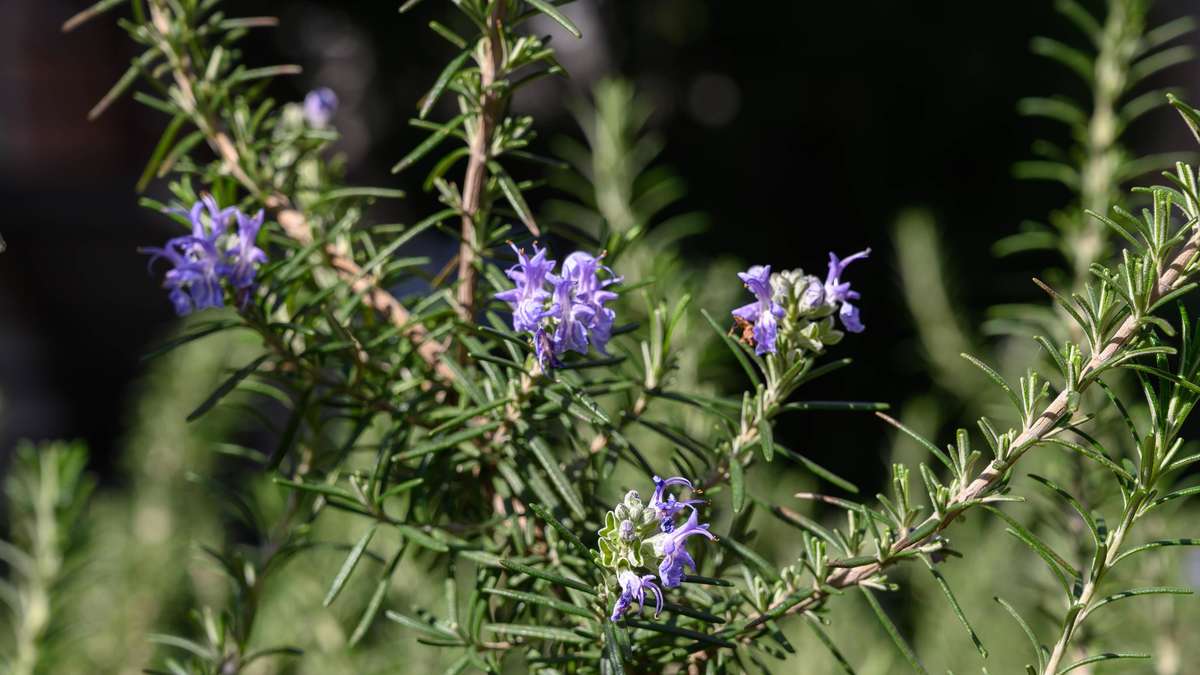 13 Herbs for Sun and Half-Shadow
