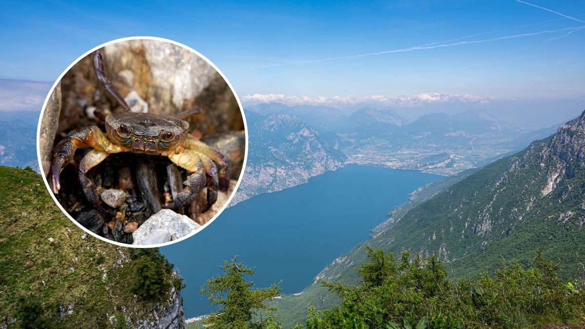 "Glimmer of hope" in Lake Garda: Long-lost animal species sighted