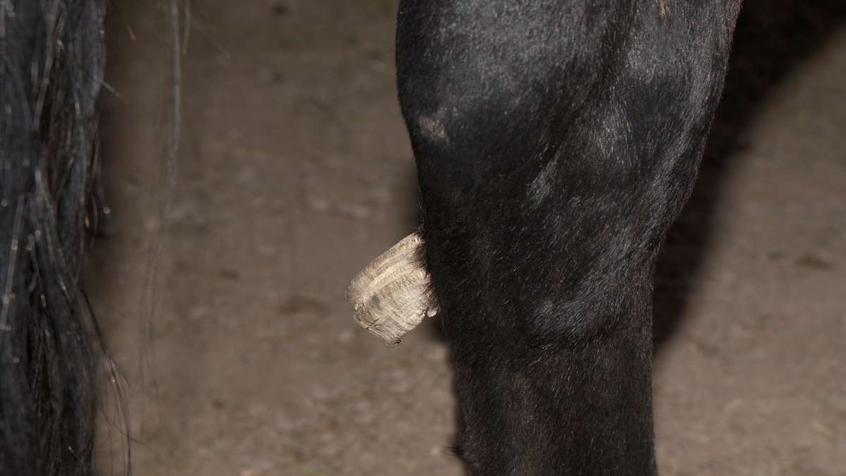 Chestnuts on the horse leg: when they cause problems and whether they can be cut