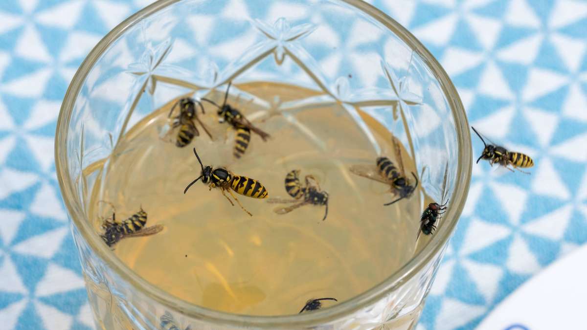 Wasps gently drive out: How to build a live trap