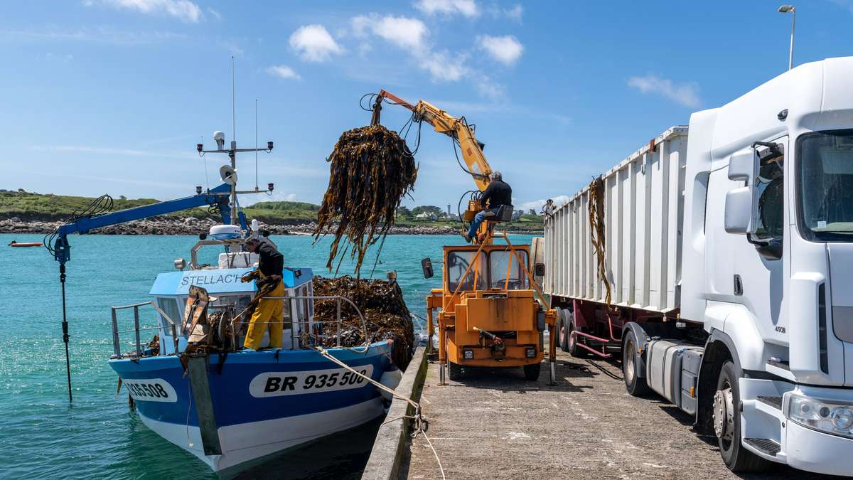 “In one or two years is over”: climate change threatens algae fishermen in Brittany