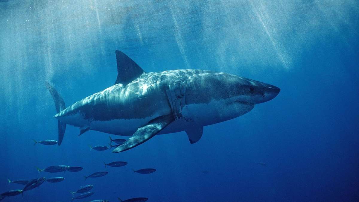 Ahead of US Coast: Giant White Shark Reappeared