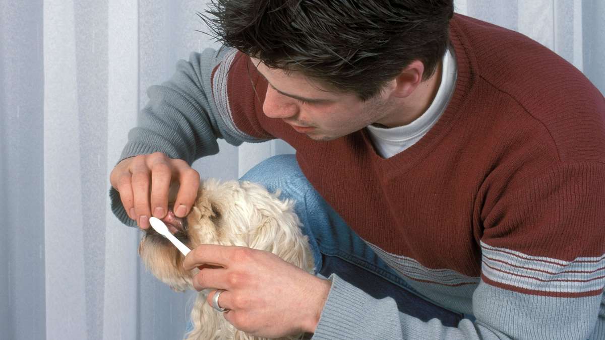 Dental care in the dog: Why a chewing bone alone is not enough