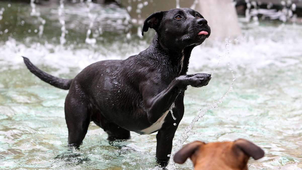 Heat in the city: Are dogs allowed to splash in public fountains?