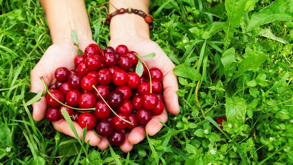 Anti-aging, recovery, better sleep – the superpowers of the cherry