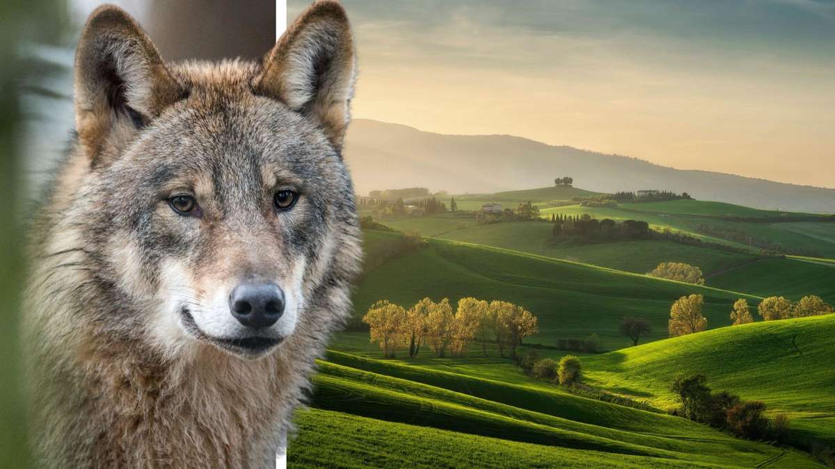 Wolf attacks child while grilling in popular holiday region – family dog pays rescue with life