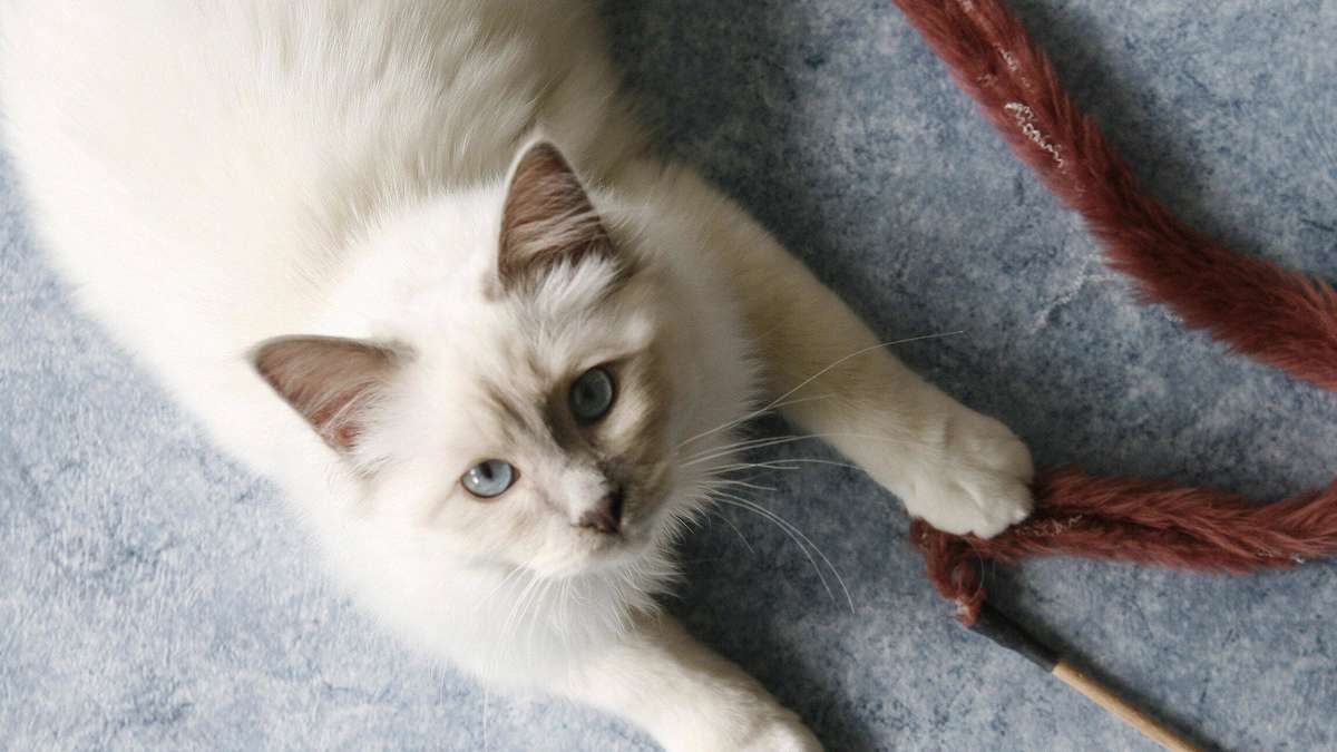 Cat breed with grace, character and charm – the Holy Burma