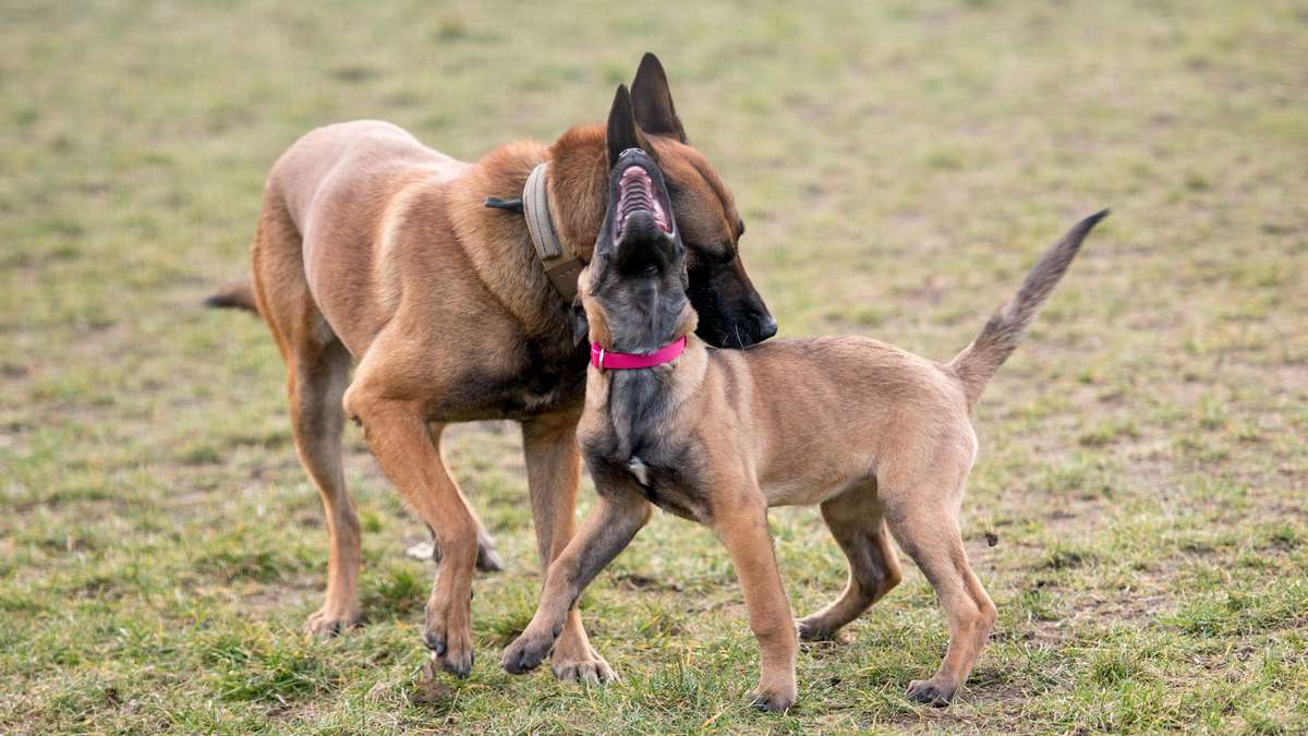 Do dogs still recognize their mother after years? One study gives an amazing answer
