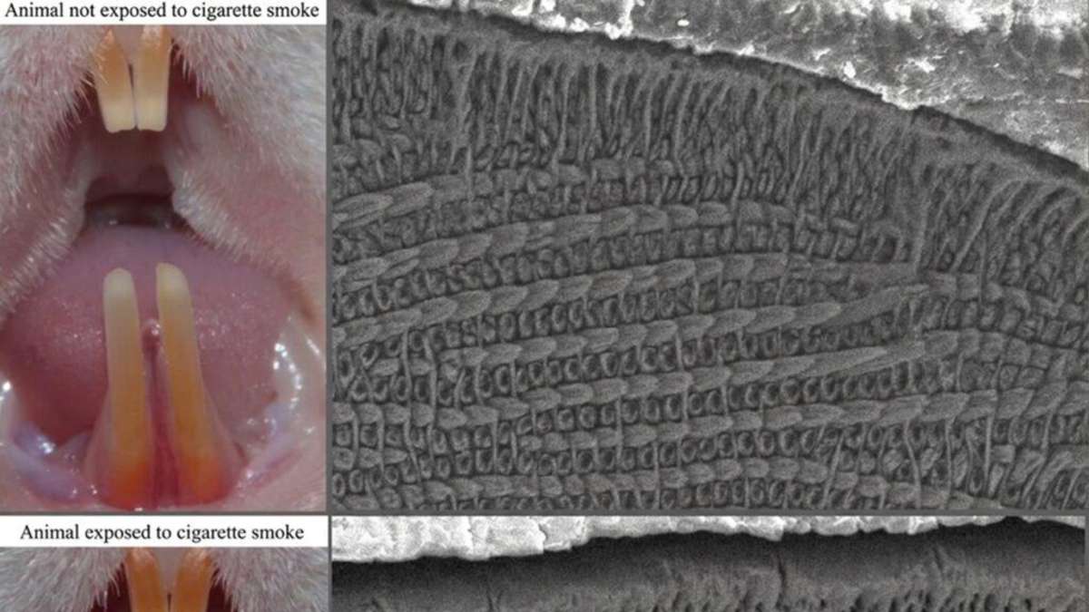 Passive smoking is bad for teeth – rat study finds traces in tooth enamel