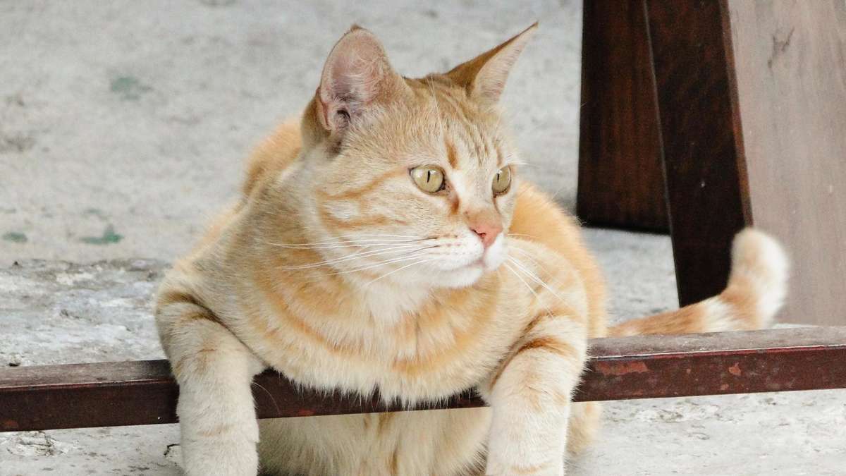 Video shows killing of cat: court acquits all four defendants