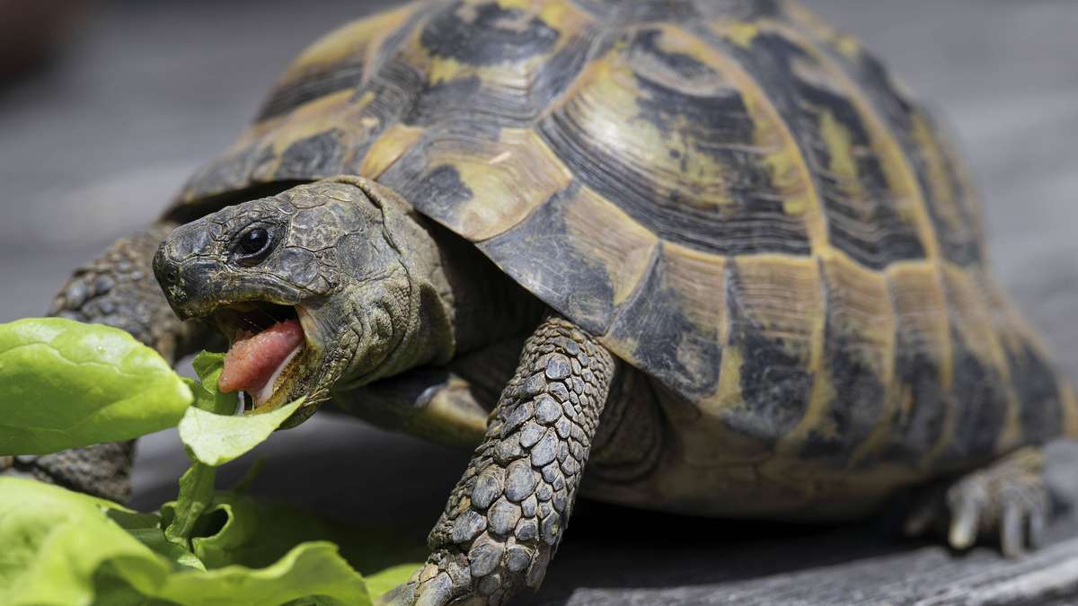 When the early bed becomes a death trap: how turtles survive the summer heat