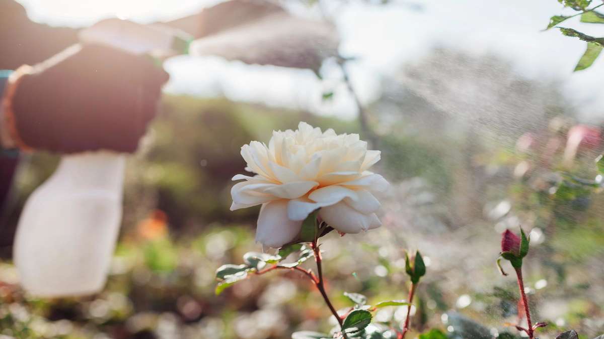 Five Typical Garden Problems in August – and What Our Grandmas Would Have Done About It