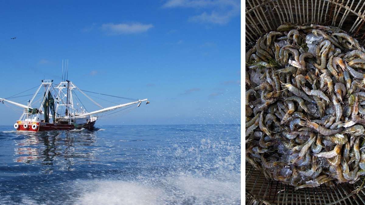 Huge Fish Killing ‘Death Zone’ Without Oxygen Discovered Off US Coast