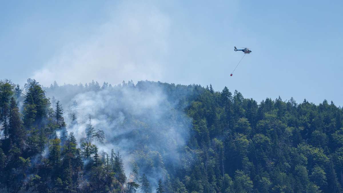 Drone searches for hidden forest fires – AI looks through treetops