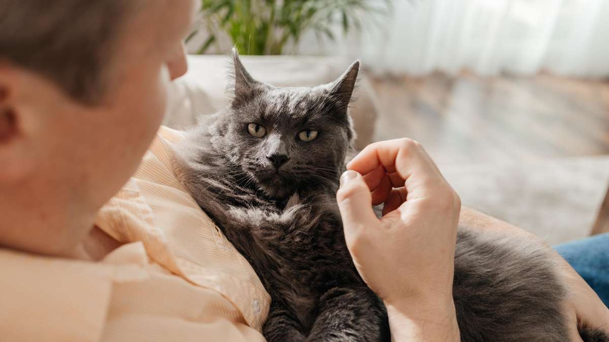 If the cuddle cat suddenly scratches: How to interpret the warning signals correctly