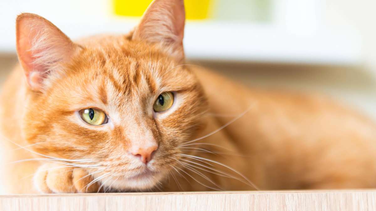 I am a helicopter cat mum – and find nothing exaggerated