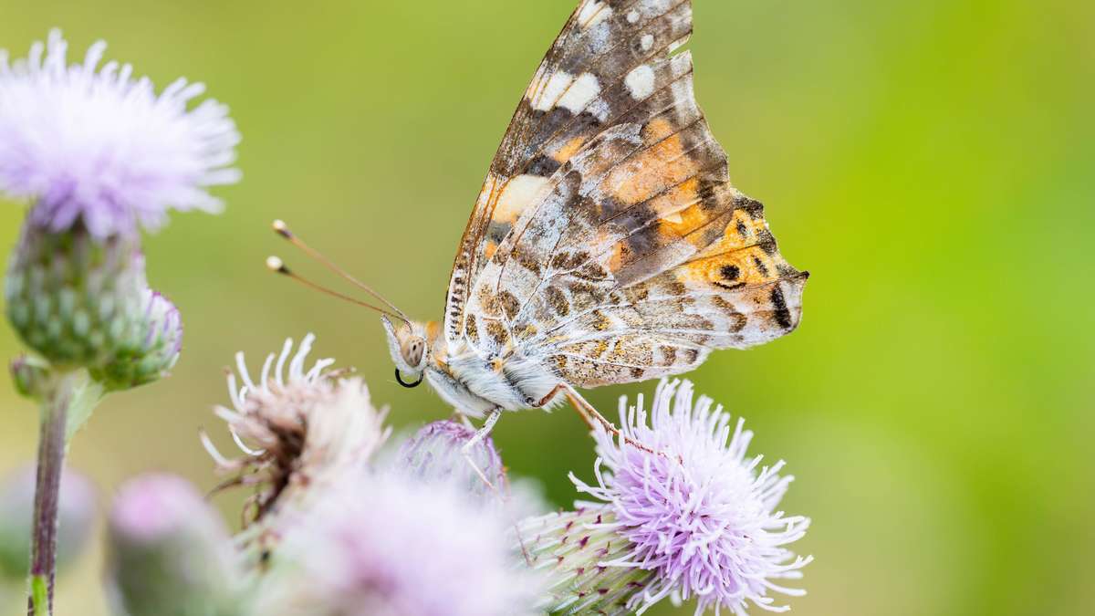 Climate change pushes butterflies out of their habitats – study shows where they are headed now