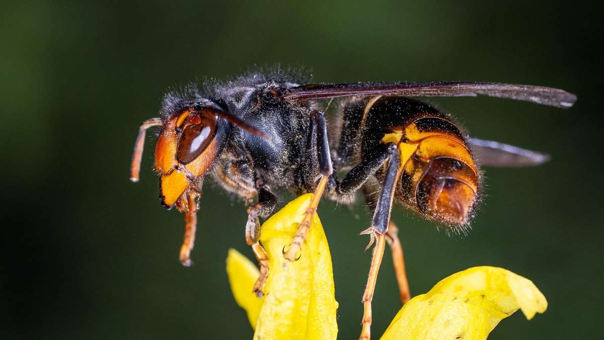 Alarm in the garden: This invasive insect is spreading rapidly in Germany