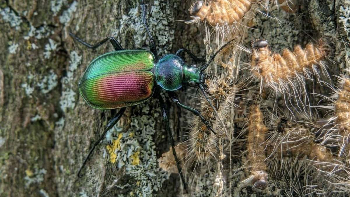 Animal with “great hunger” sighted in more and more German regions – It was partly considered extinct