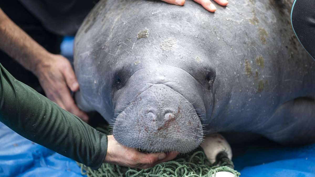 Sea cow with paralyzed face healed with acupuncture