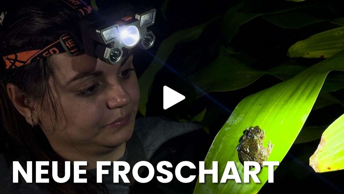 Coffee frog discovered: New species in Costa Rica lives in coffee plantations