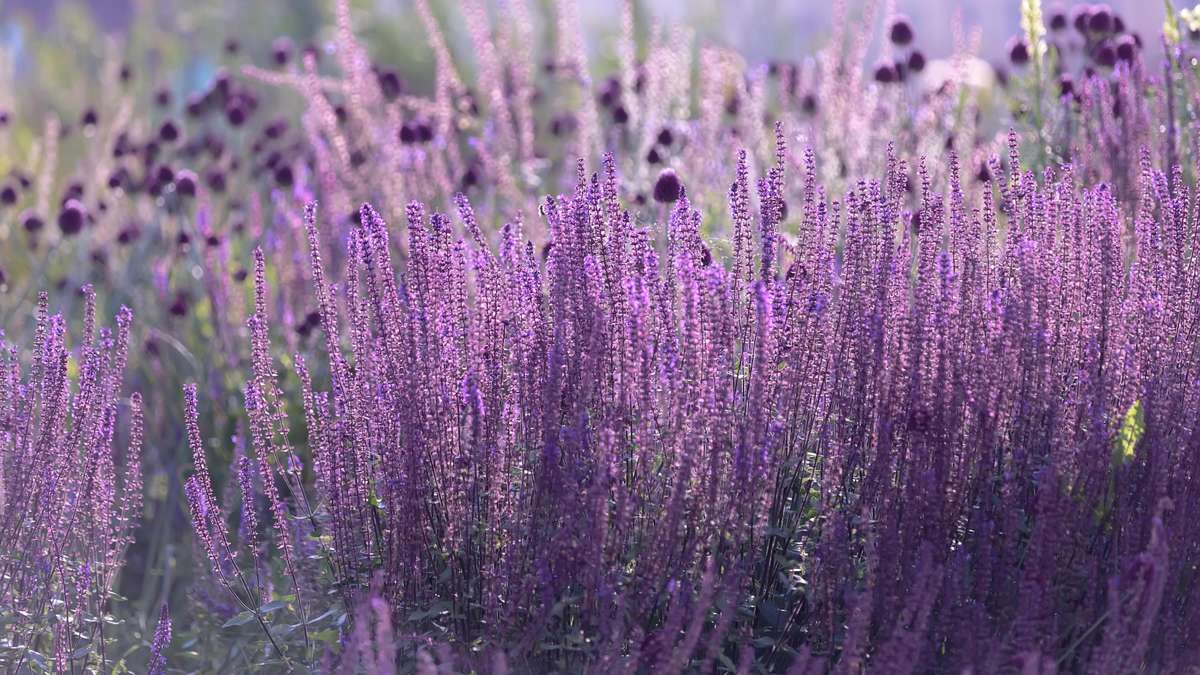 Small, compact, blossoming: blue diamond varieties that hardly anyone knows