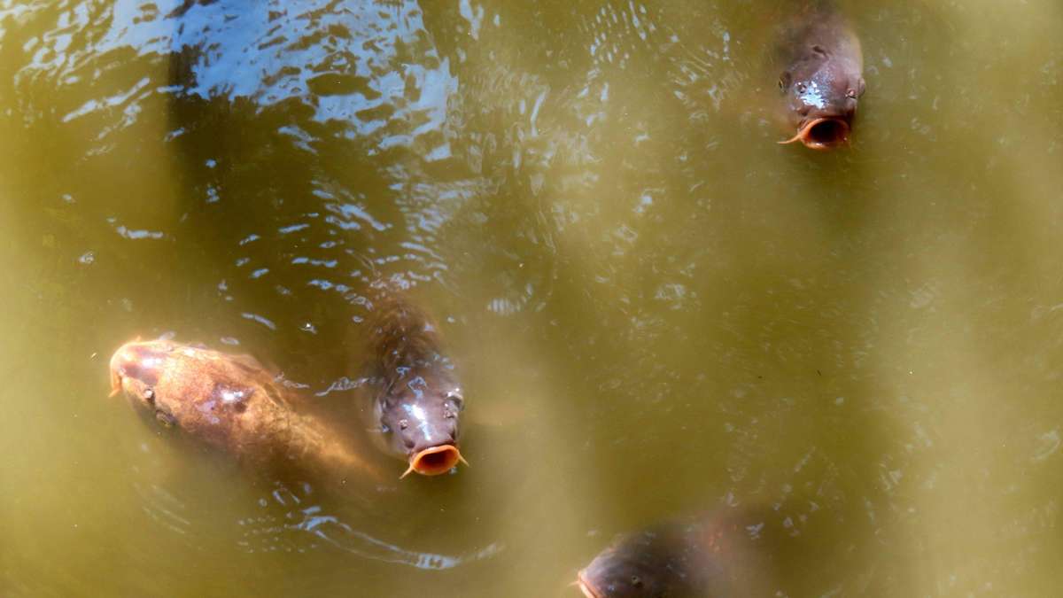 Heatwave kills 200 carp in medieval pond – now an entire village fights to rescue