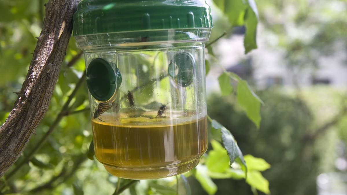 Wasp trap bought at the hardware store? Why You Might Have a Problem Now