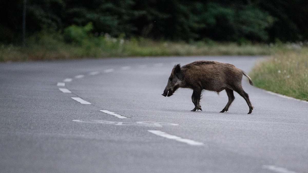 Wild boars move through streets in Portugal – city issues urgent warning