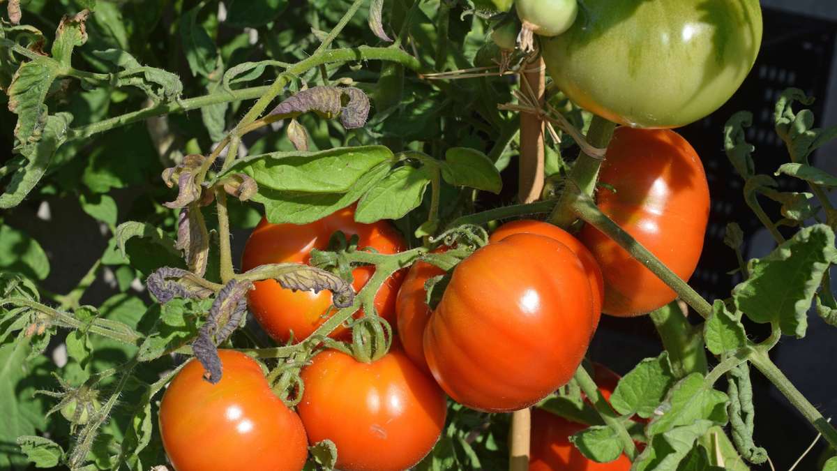 Beware of the tomato harvest: These three fatal mistakes ruin the taste