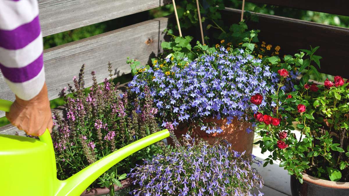 Bucket plants in heat: Gardener master reveals what really matters with the pot