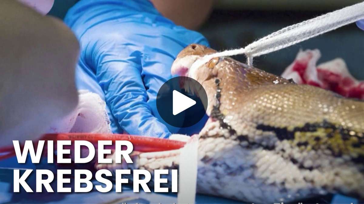 "Jodie Forster" makes history: snake cured of cancer