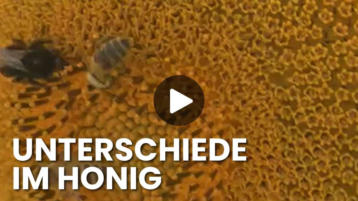Bees die, honey is adulterated: What a beekeeper couple from Bavaria now reveals