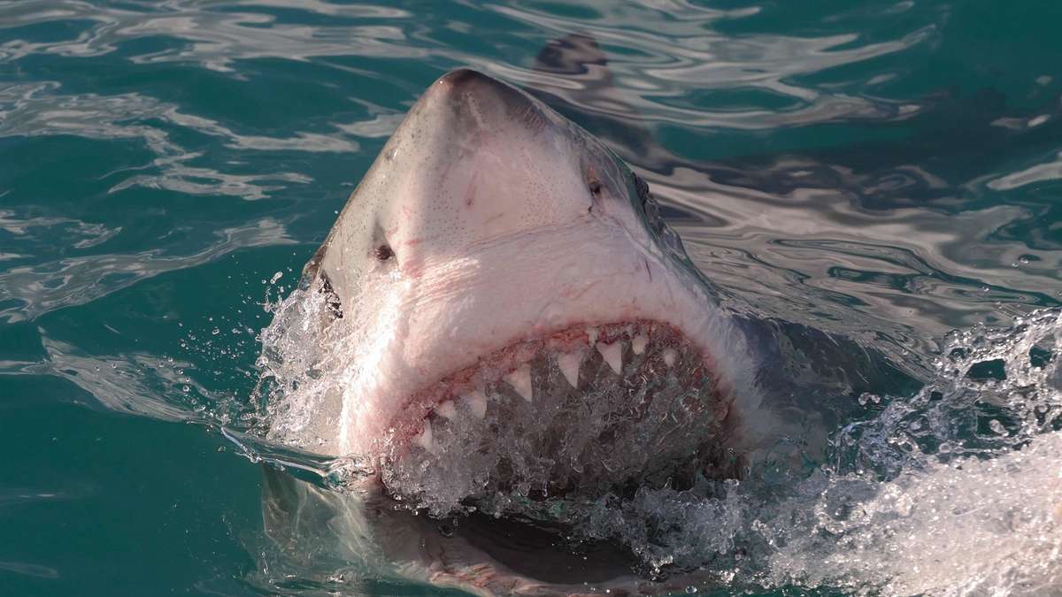 Shark bites mother off in front of Sydney – thought of daughter saved her life