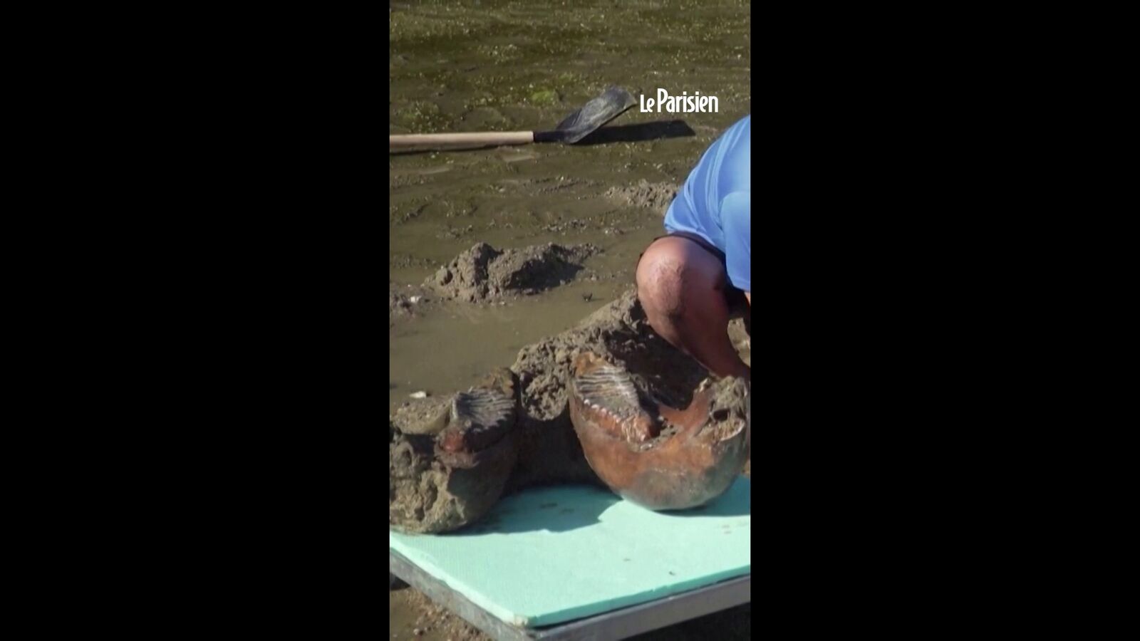 A mammoth revealed thanks to the very low Danube level