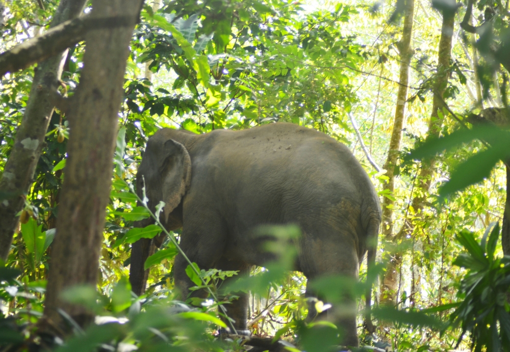 Terengganu Perhilitan probes wild elephant sighting, residents advised to stay away