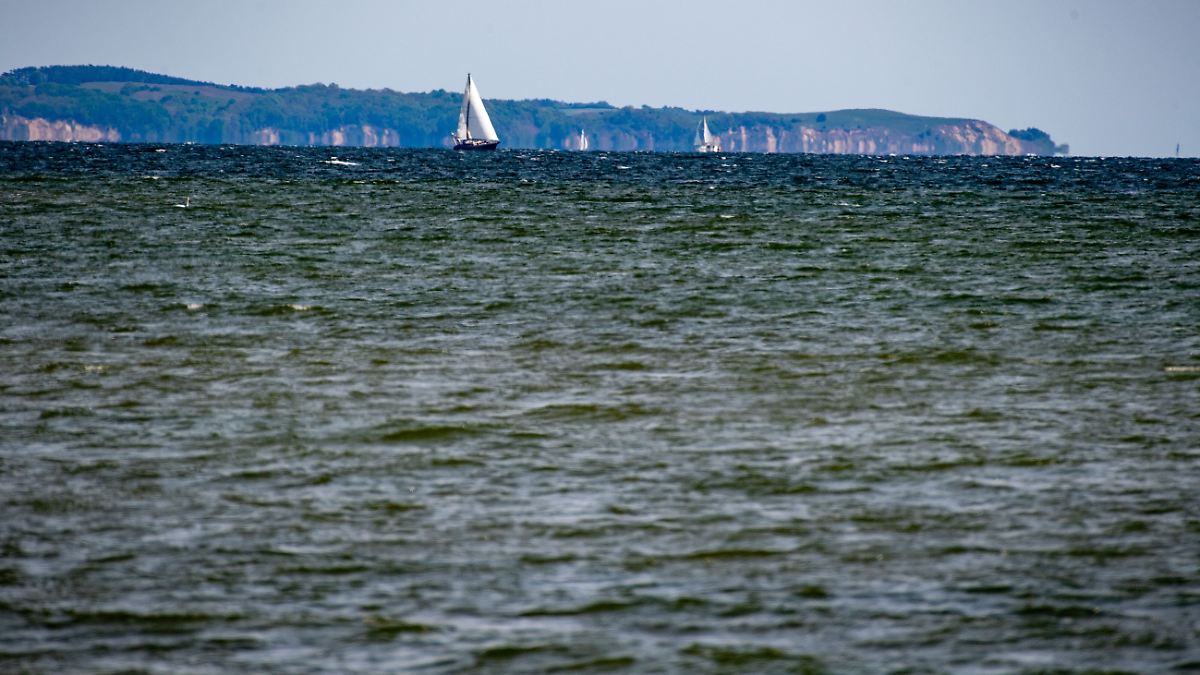 Whale floats in Greifswalder Bodden – possibly dead