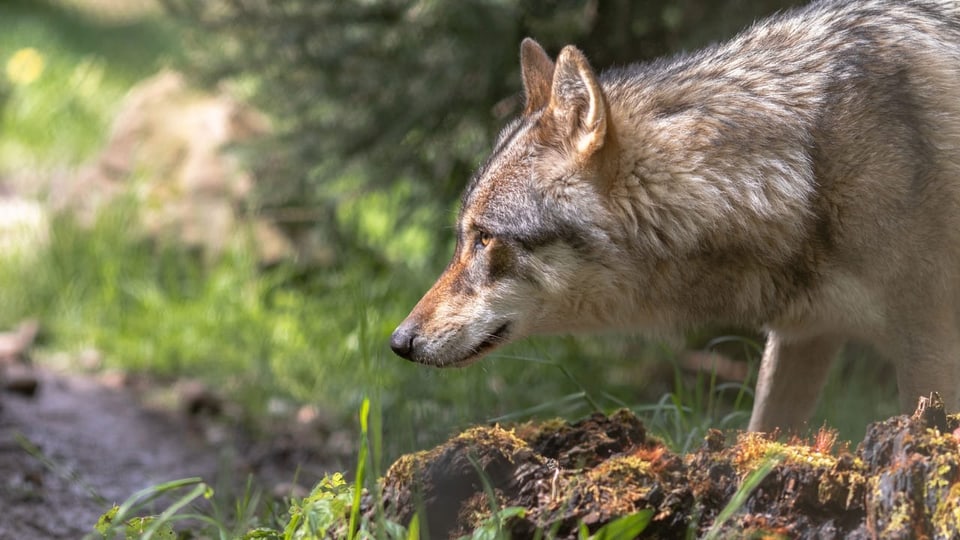 “Biofencing” – Wolfsurin could help with herd protection