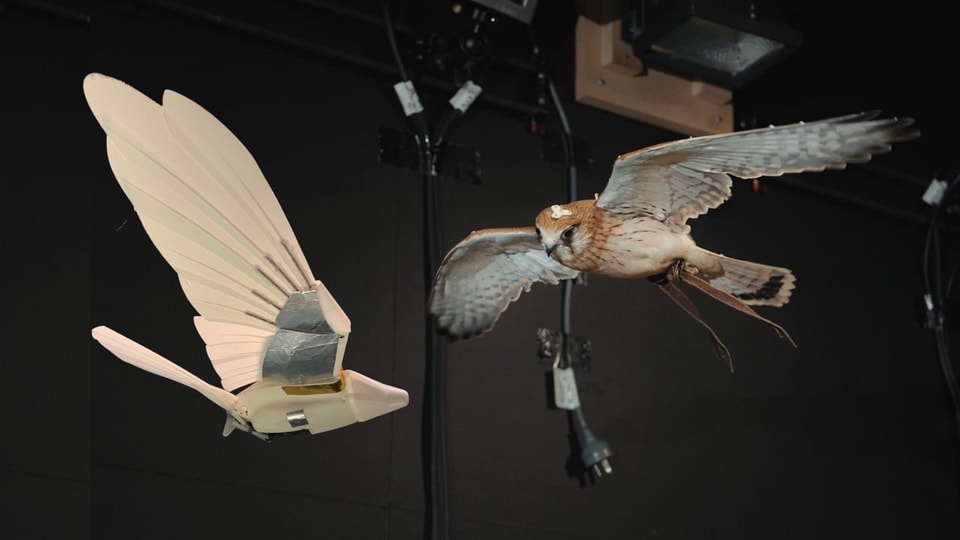 Flying like a falcon – How drones learn from nature