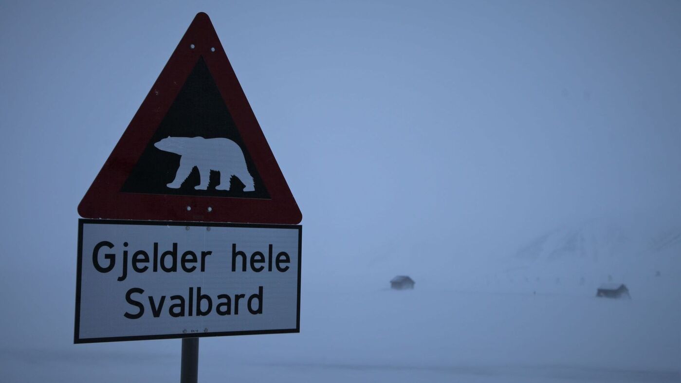 Predator comes too close to people: Spitsbergen: polar bear shot because of danger for travel group