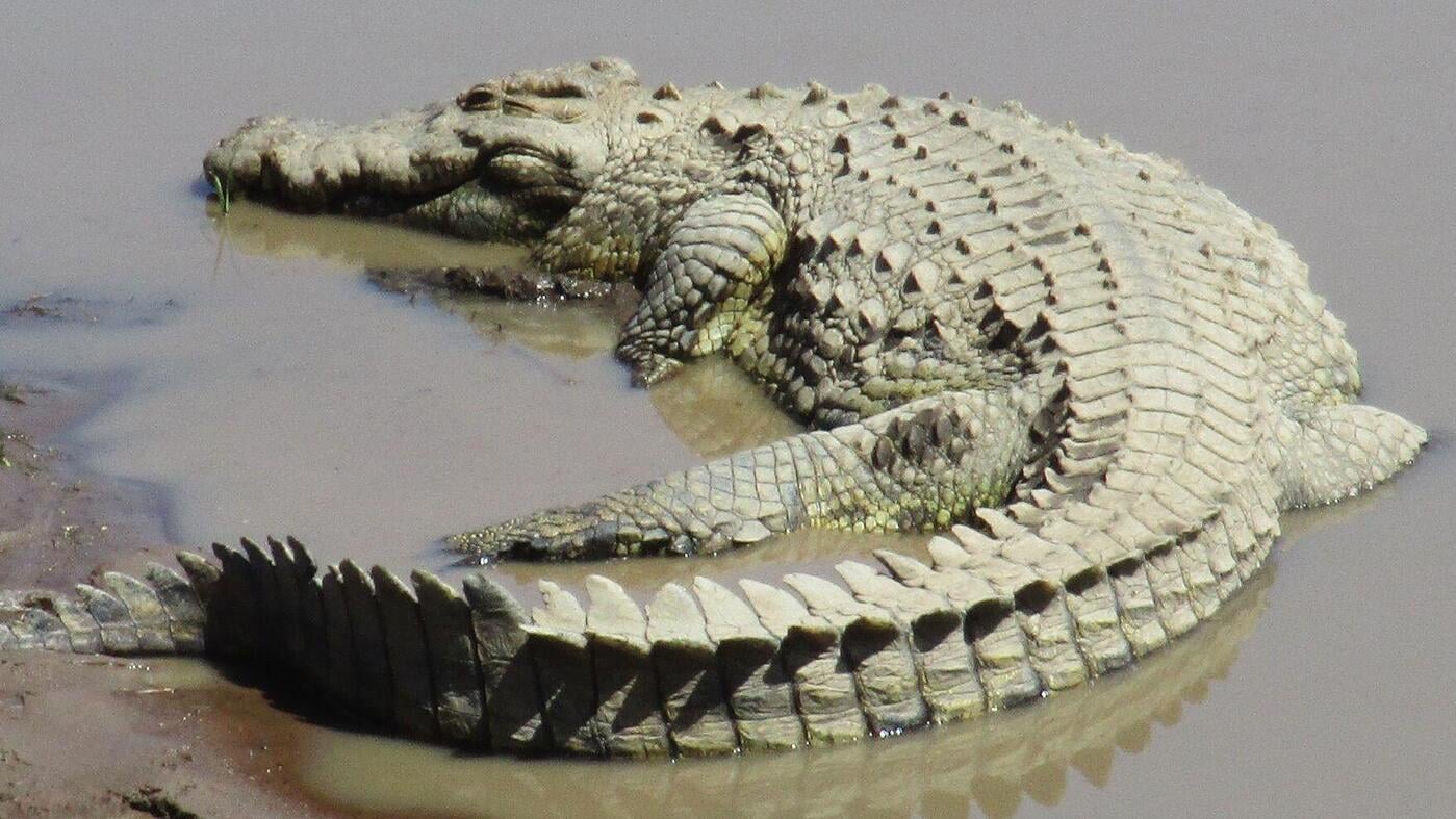 US model: Israel wants to use crocodiles in prisons
