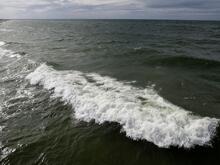Poland: Whale sighting off the Baltic coast